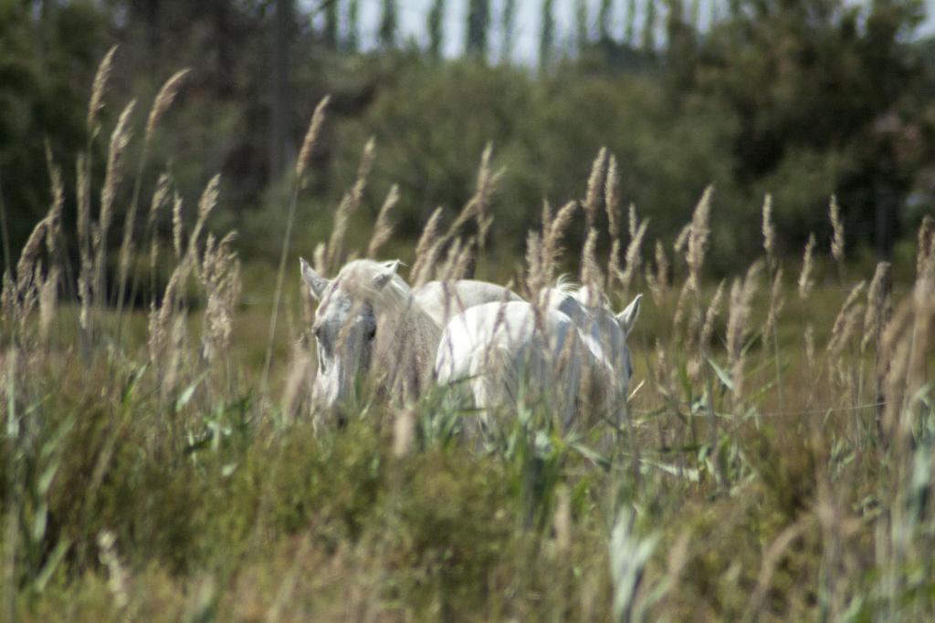 Bergerie D'Alivon En Camargue Panzió Albaron Kültér fotó