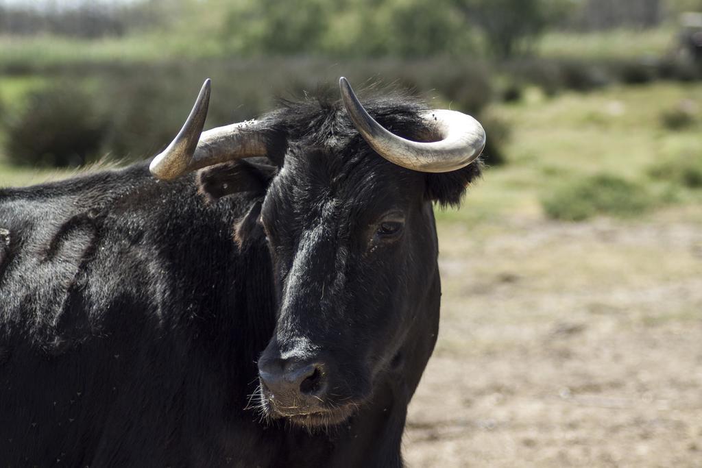 Bergerie D'Alivon En Camargue Panzió Albaron Kültér fotó