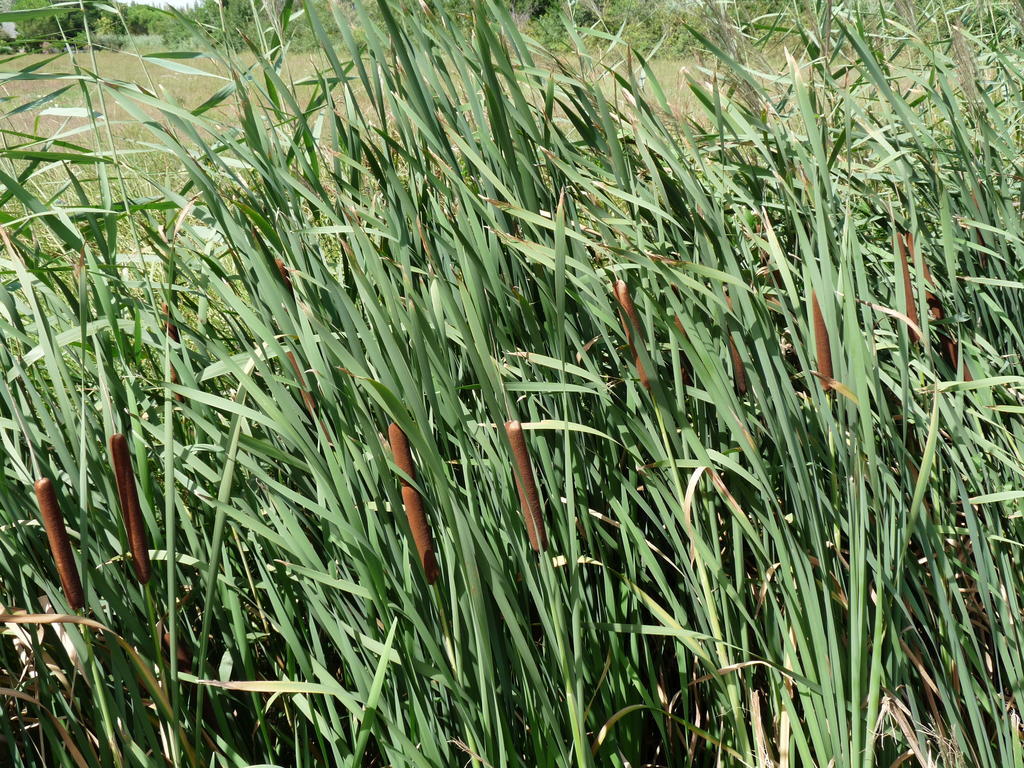 Bergerie D'Alivon En Camargue Panzió Albaron Kültér fotó