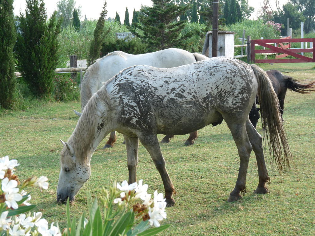 Bergerie D'Alivon En Camargue Panzió Albaron Kültér fotó