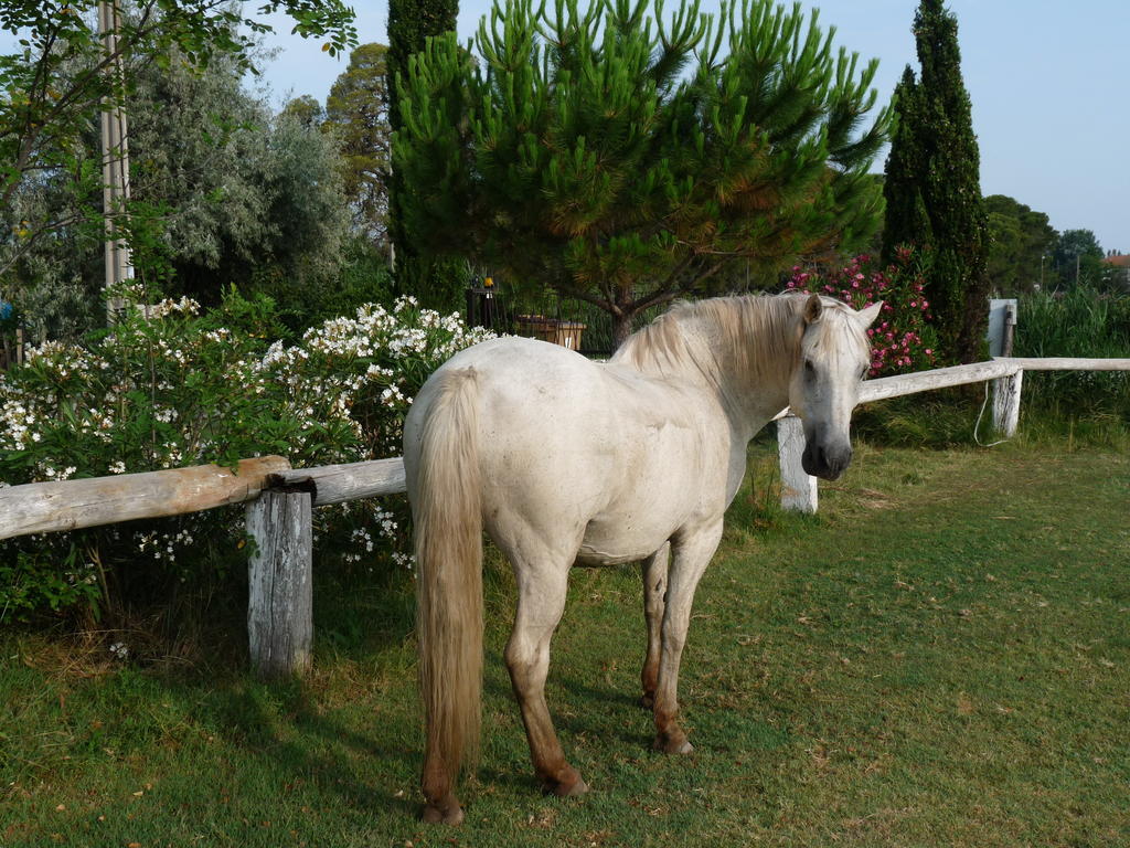 Bergerie D'Alivon En Camargue Panzió Albaron Kültér fotó